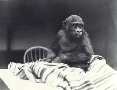 Young Gorilla 